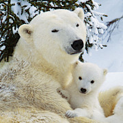 Polar Bear With Cub #7 Photograph by M Watson