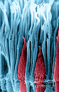 Rods And Cones Sem #5 Photograph by Ralph C. Eagle, Jr.