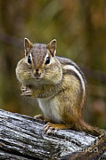 Eastern Chipmunk #52 Photograph by Linda Freshwaters Arndt