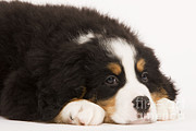 Bernese Mountain Dog #6 Photograph by Jean-Michel Labat