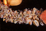 Blue Mussels #6 Photograph by Andrew J Martinez
