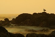 Oregon Coast #6 Photograph by Loni Collins