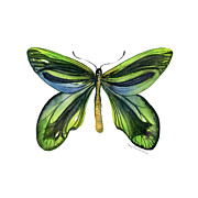 6 Queen Alexandra Butterfly Painting by Amy Kirkpatrick