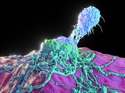T-cell Attacking Cancer Cell #6 Photograph by Science Photo Library