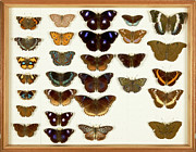 Wallace Collection Butterfly Specimens #6 Photograph by Science Photo Library