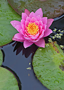 Waterlily Flower #6 Photograph by Michael Lustbader