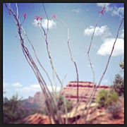 Instagram Photo #681368912650 Photograph by Meredith Leah
