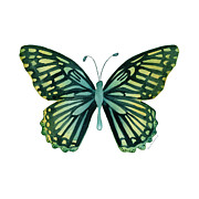 69 Moonrise Mime Butterfly Painting by Amy Kirkpatrick