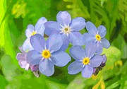 Forget-me-not #7 Photograph by Michael Goyberg