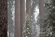 Giant Sequoias #7 Photograph by Gregory G. Dimijian, M.D.