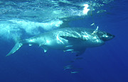 Great White Shark #7 Photograph by Science Photo Library