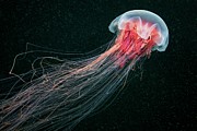 Lion's Mane Jellyfish #7 Photograph by Science Photo Library