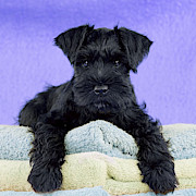 Miniature Schnauzer Puppy #7 Photograph by John Daniels