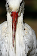 White Stork Ciconia Ciconia #7 Photograph by David Santiago Garcia White Stork Ciconia Ciconia #7 Photograph by David Santiago Garcia