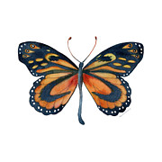 72 Cleobaea Butterfly Painting by Amy Kirkpatrick