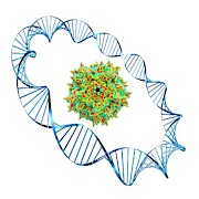 Adeno-associated Virus #8 Photograph by Science Photo Library