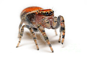 Cardinal Jumping Spider #8 Photograph by Scott Linstead