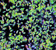 Euglena Protozoa #8 Photograph by Science Photo Library