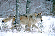 Gray Wolf #8 Photograph by Art Wolfe Gray Wolf #8 Photograph by Art Wolfe