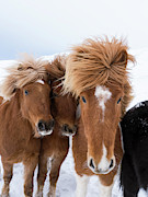 Icelandic Horse With Typical Winter Coat #8 Photograph by Martin Zwick
