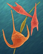 Marine Dinoflagellates (ceratium Spp.) #8 Photograph by Science Photo Library