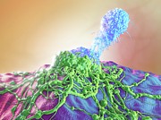 T-cell Attacking Cancer Cell #8 Photograph by Science Photo Library