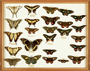 Wallace Collection Butterfly Specimens #8 Photograph by Science Photo Library