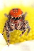 Cardinal Jumping Spider #9 Photograph by Scott Linstead