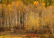 Fall at Sheep Creek #9 Photograph by Loni Collins