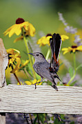 Gray Catbird (dumetella Carolinensis #9 Photograph by Richard and Susan Day