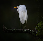 Great White Heron Photograph by Dale Powell Great White Heron Photograph by Dale Powell