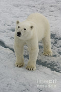 Polar Bear Crossing Ice Floe #9 Photograph by John Shaw