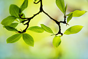 Spring Green #9 Photograph by Nailia Schwarz