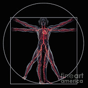 Vitruvian Man #9 Photograph by Science Picture Co