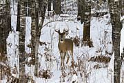 White-tailed Deer In Winter #9 Photograph by Linda Freshwaters Arndt White-tailed Deer In Winter #9 Photograph by Linda Freshwaters Arndt
