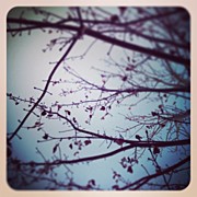 Instagram Photo #991385407531 Photograph by Meredith Leah