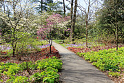 A Beautiful Spring Walk Photograph by Trina  Ansel