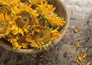 A Bowl of Sunshine Photograph by Terry Rowe