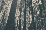 A Breath of Fresh Air Photograph by Laurie Search