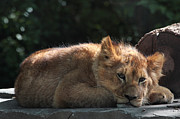 A Brief Naptime Pause Photograph by Theo OConnor