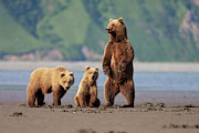 A Brown Bear Mother And Cubs Walks Photograph by Hugh Rose
