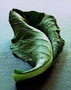 A Collard Leaf Photograph by Romulo Yanes
