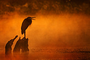 A Cry in the Mist Photograph by Robert Charity