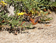 A Flying Jewel At The Garden Photograph by Steve Wolfe