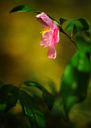 A Golden Day Portrait of a Pink Camellia Photograph by Rebecca Sherman A Golden Day Portrait of a Pink Camellia Photograph by Rebecca Sherman