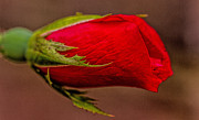 A Knockout Bloom Photograph by Dave Bosse