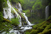 A Lush Green Forest Surrounds Panther Photograph by Christopher Kimmel A Lush Green Forest Surrounds Panther Photograph by Christopher Kimmel