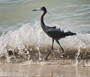 A Morning Stroll Interrupted Photograph by Gary Slawsky