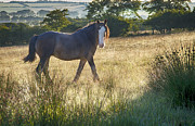 The Morning Walk Photograph by Kype Hills