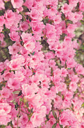 A New Season Photograph by Kim Fearheiley